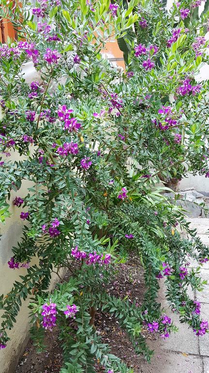 Il Giardino Del Nespolo Bed & Breakfast Alghero Exterior photo